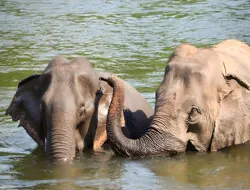 Elephant Day Care at Elephants World Kanchanaburi with Hotel Transfers & Meals